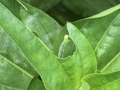 Trichoplusia ni