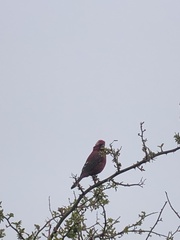 Carpodacus formosanus