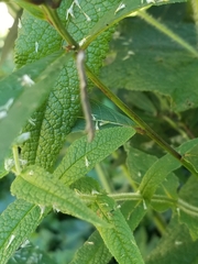 Alsophila pometaria