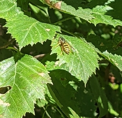 Media resource of Vespula maculifrons