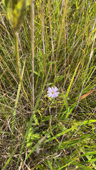 Symphyotrichum oolentangiense