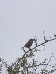 Carpodacus formosanus