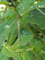 Alsophila pometaria