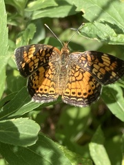 Phyciodes tharos