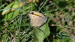 Hyponephele lycaon