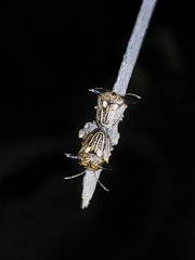 Alcimocoris coronatus