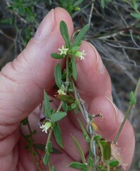 Metastelma arizonicum