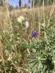 Lupinus argenteus