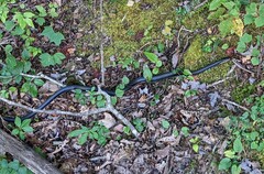 Pantherophis alleghaniensis