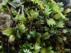 Fissidens