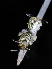 Alcimocoris coronatus