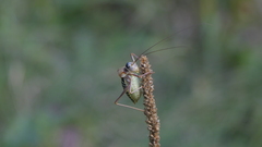 Ephippiger diurnus