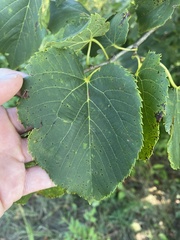 Tilia americana