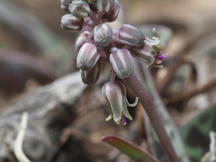 Ledebouria