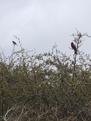 Carpodacus formosanus
