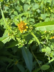Bidens beckii