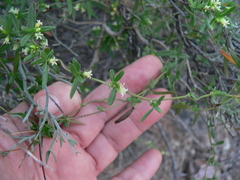 Metastelma arizonicum