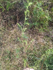 Artemisia campestris