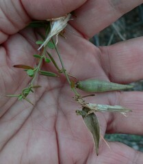 Metastelma arizonicum