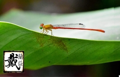 Ceriagrion auranticum