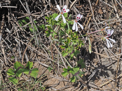 Pelargonium ranunculophyllum