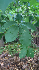 Quercus montana