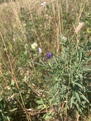 Lupinus argenteus