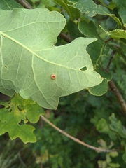 Neuroterus numismalis