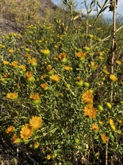Grindelia squarrosa