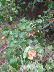 Paliurus spina-christi