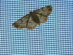 Melanolophia signataria