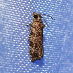 Phaecasiophora niveiguttana