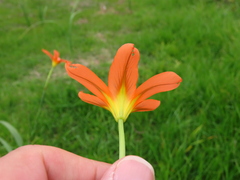 Moraea flaccida