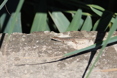 Podarcis siculus