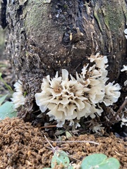 Sparassis spathulata