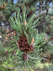 Pinus mugo