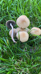 Panaeolus foenisecii