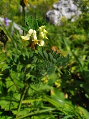 Vicia balansae