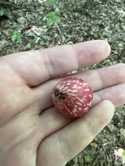 Amphibolips quercusjuglans