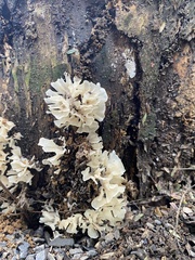 Sparassis spathulata