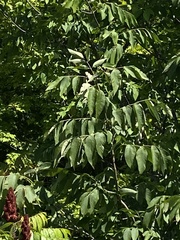 Juglans nigra