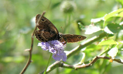 Satyrus actaea