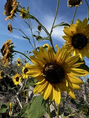 Helianthus petiolaris