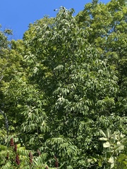 Juglans nigra
