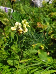 Vicia balansae