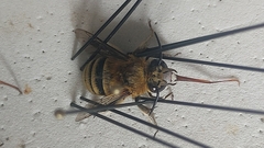 Amegilla garrula
