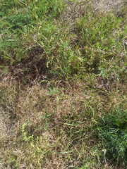 Artemisia campestris