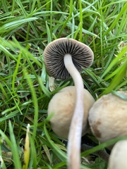 Panaeolus foenisecii
