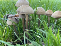 Panaeolus foenisecii