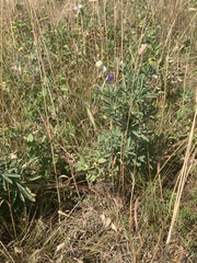 Lupinus argenteus